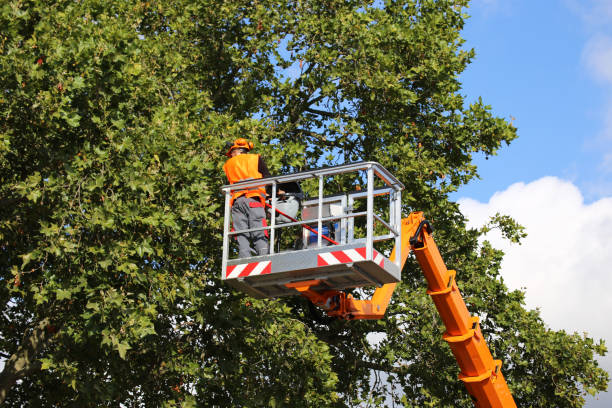 Reliable Three Oaks, MI Tree Care  Solutions