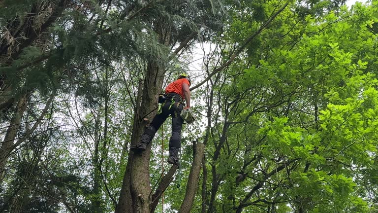 How Our Tree Care Process Works  in  Three Oaks, MI